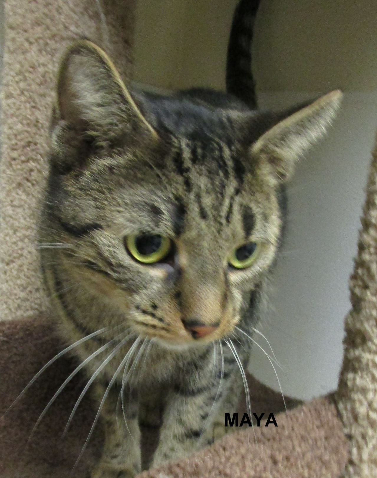 Maya